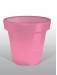 pot rose