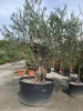 Olivier (Olea europaea) 600 litres