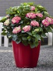 Pot Classico rouge scarlet Ø35 cm