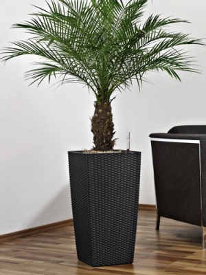 Pot Cubico Cottage Noir 