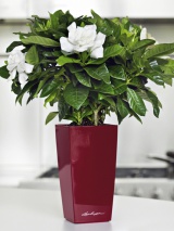 Pot Lechuza Mini Cubi rouge scarlet