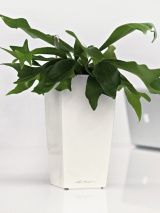 Pot Lechuza Mini Cubi blanc