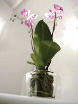 Pot pour orchidée Masgabana transparent
