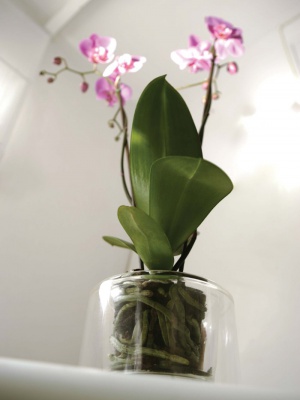 Pot pour orchidée Masgabana transparent