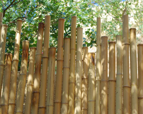 Lentretien des palissades en bambou