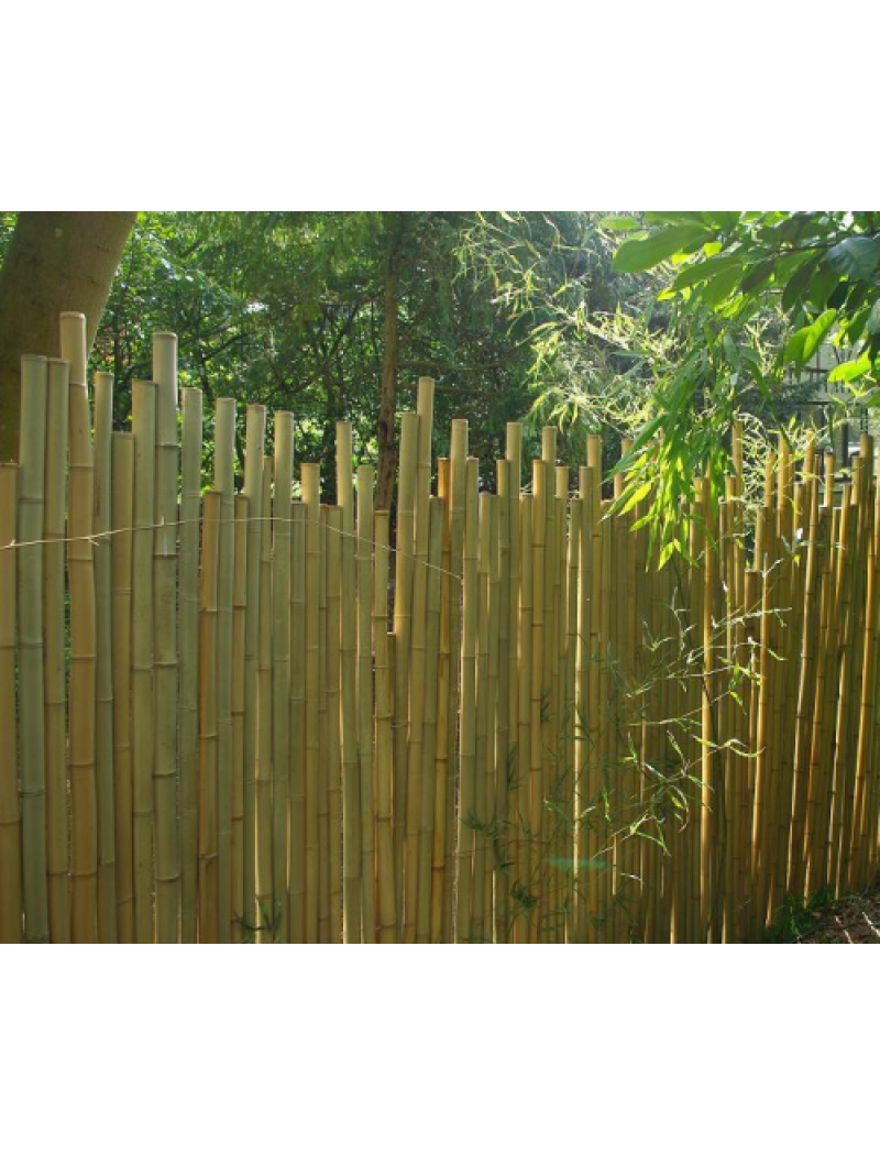 Bambouland Clôture bambou japonaise Ø5cm