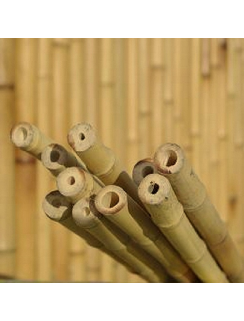 Bambouland Lot de 10 tiges bambou naturelles diamètre 2 cm