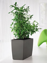 Pot Cararo anthracite avec set d'arrosage