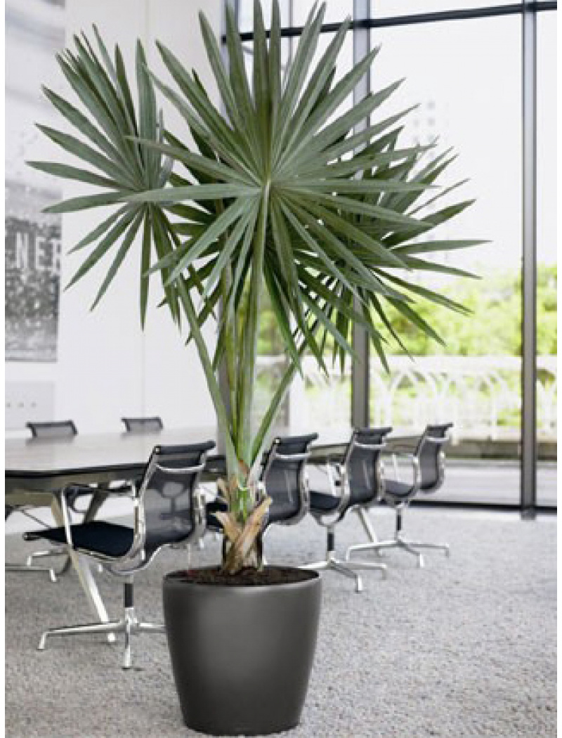 Lechuza Grand pot Classico premium Anthracite