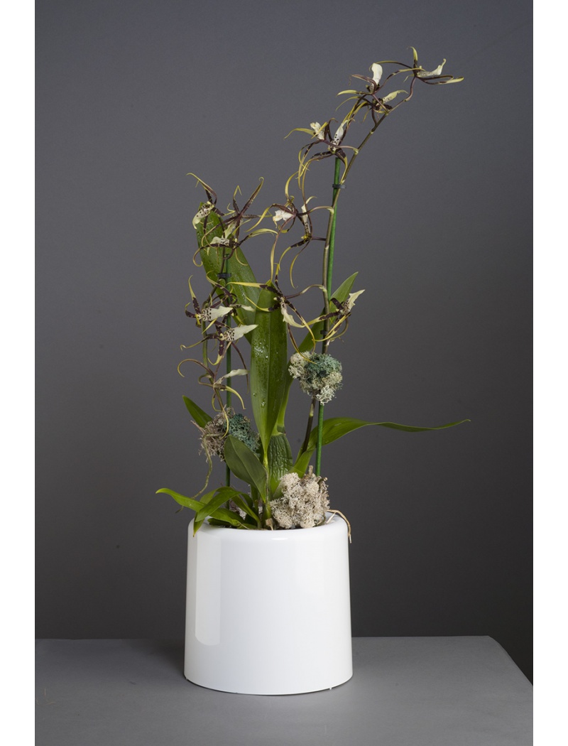 Masgabana Pot orchidée terrestre blanc opaque