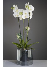 Pot orchidée epiphyta noir transparent
