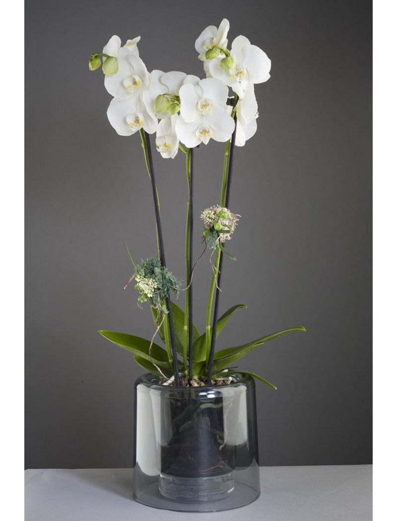 Masgabana Pot orchidée epiphyta noir transparent